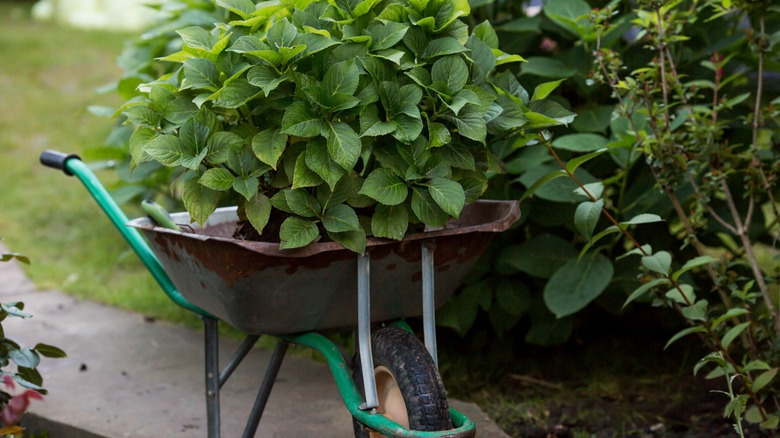 An uprooted hydrangea plant in a wheelbarrow ready for transplanting