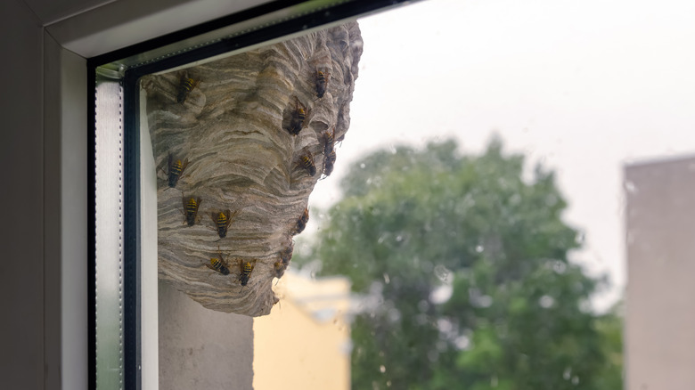 wasp nest with wasps