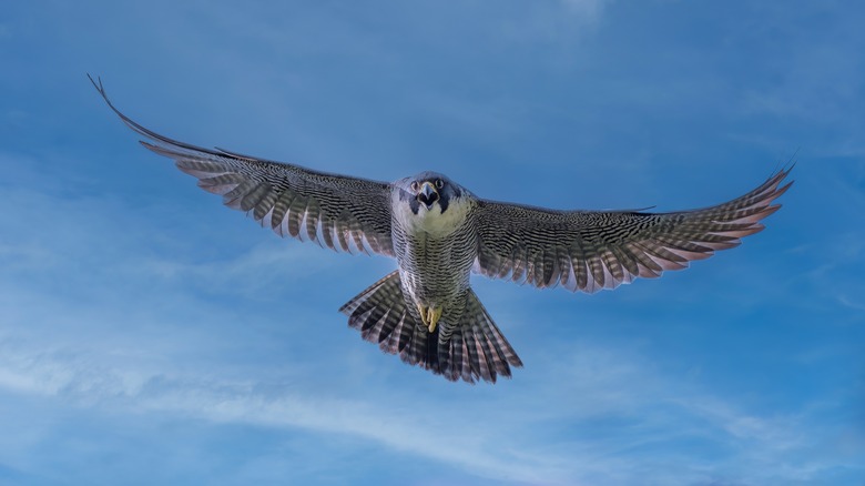 peregrine falcon in flight