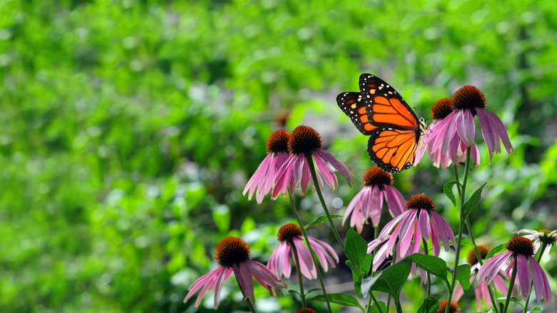 A monarch butterfly sits atop pink flowers in front of a fuzzy green backdrop.