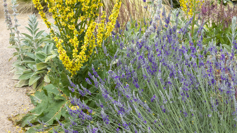 Lavender growing in gravel garden