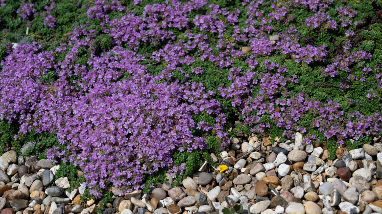 Creeping thyme in a gravel garden