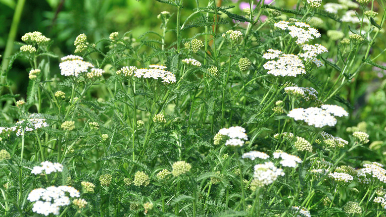 Common yarrow with white flowers