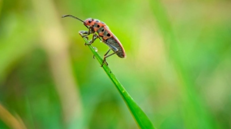 A chinch bug on a blade of grass