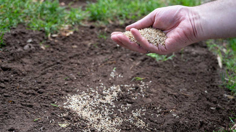 Hand holding seeds above a spot with no grass