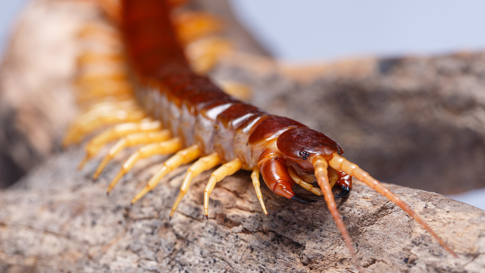 Easy Ways To Attract Centipedes To Your Garden (& Why You Want Them There)