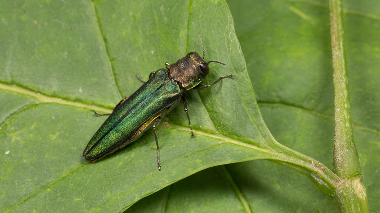 Emerald ash borer on leaf