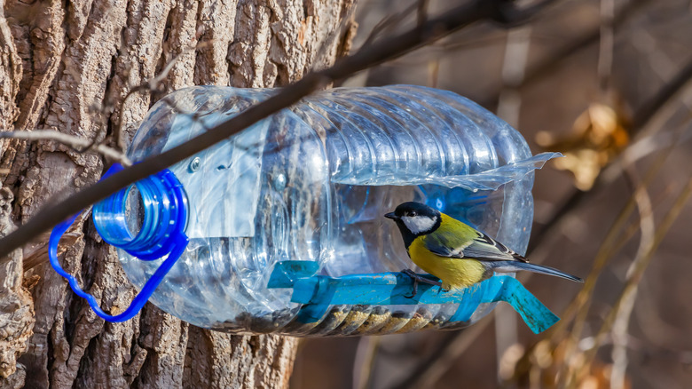 uccello nella mangiatoia per uccelli in plastica