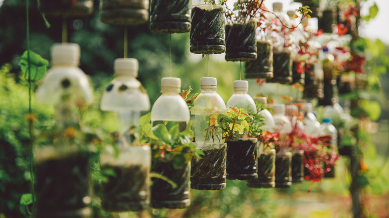 plants in water bottles