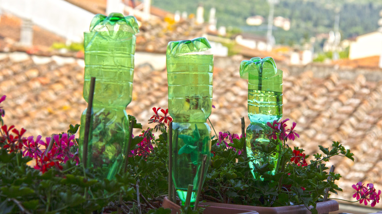 green plastic bottle watering plants