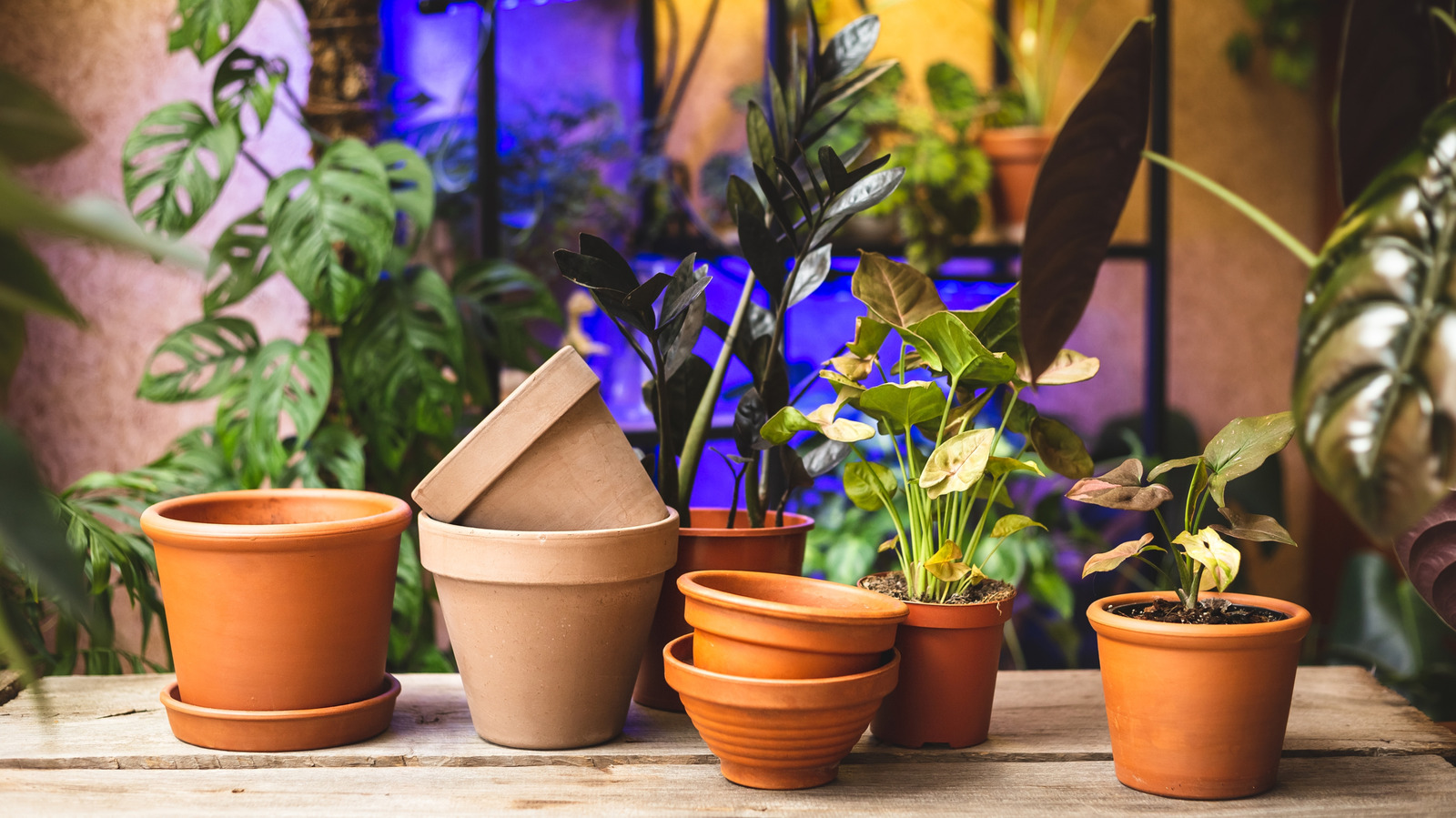 5 Easy Ways To Take Your Planters From Boring To Beautiful