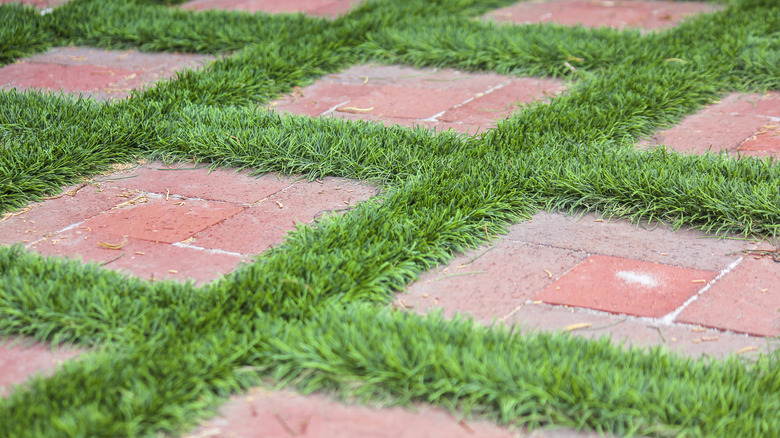 bricks in grass