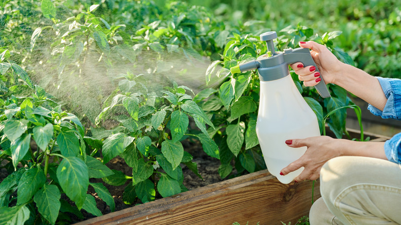 Woman using spray bottle to spray plants in raised garden bed