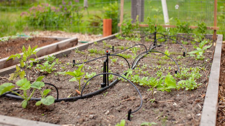 Micro irrigation system in raised garden bed