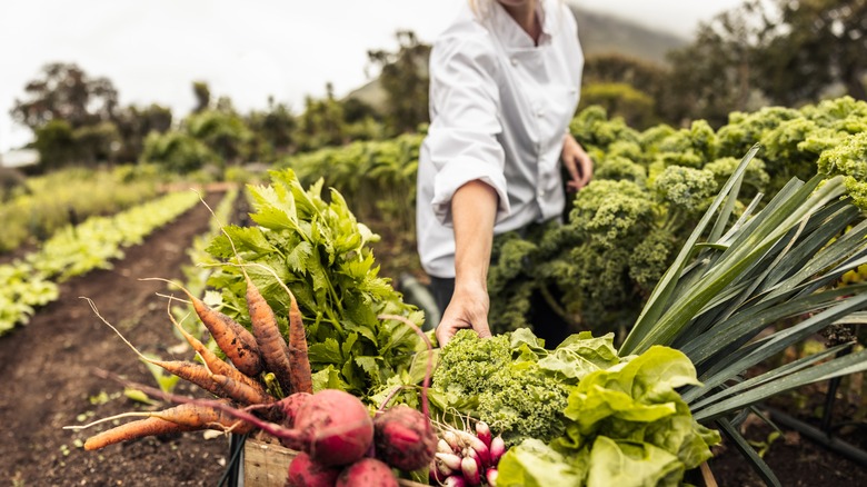 a woman picking vegetables