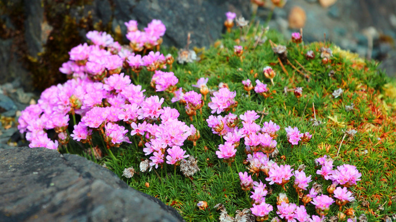 Juniper-leaved thrift in a garden