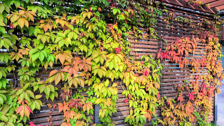 Virginia creeper surrounding fence