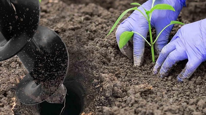 Auger in soil next to gloved hands planting seedling