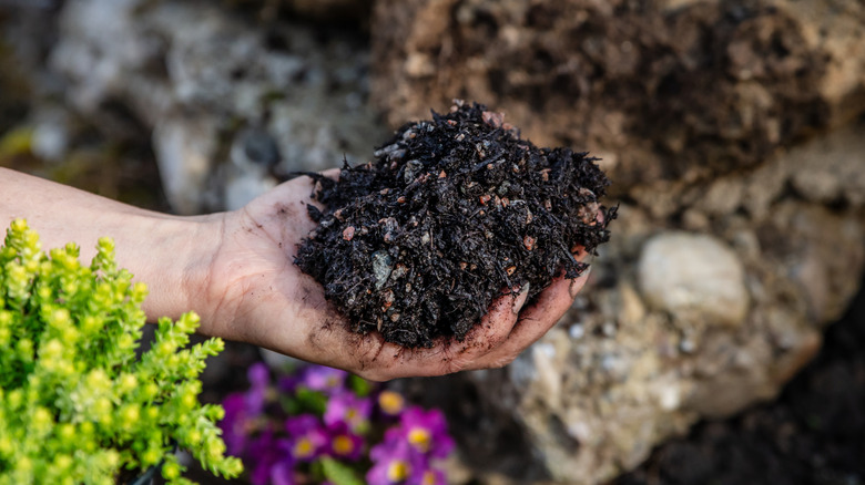 A close-up of a gardener holding stony soil