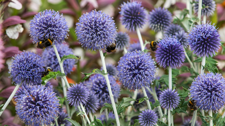 Closeup of the stunning globe thistle flowers