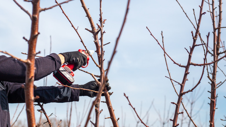 A gardener pruning their tree using electric pruning shears