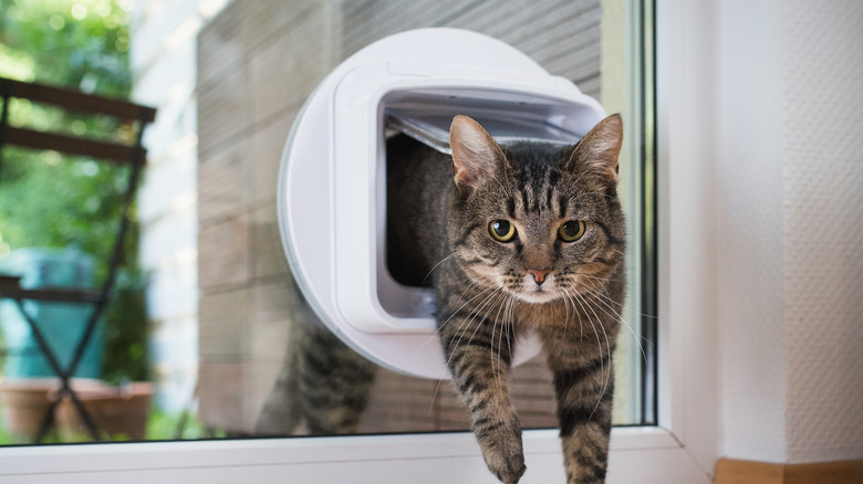 cat passing through pet door 