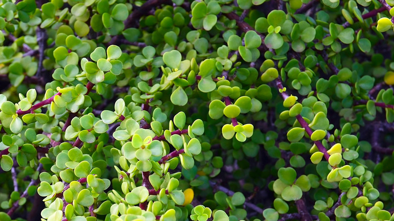 elephant bush plant close up