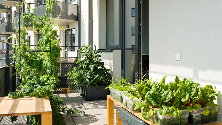 balcony container vegetable garden