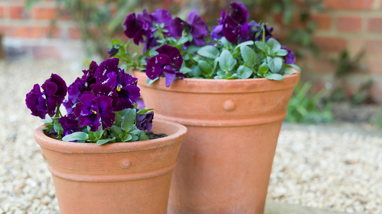 purple pansies in clay pots