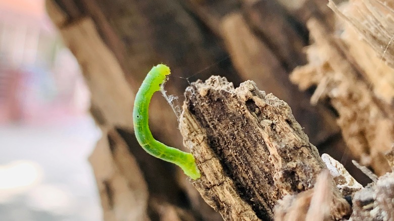 Cankerworm tree bark