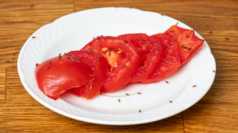 Fruit flies on sliced tomato