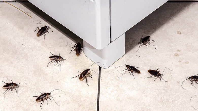 Cockroaches on the kitchen floor 
