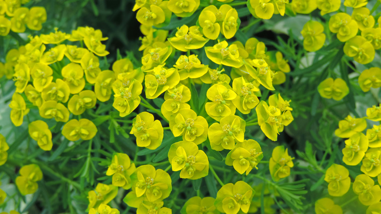 Leafy spurge weed