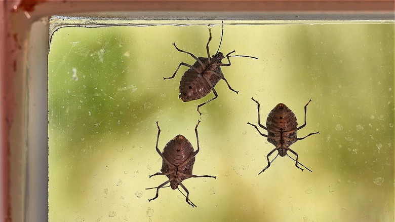 stink bugs on glass