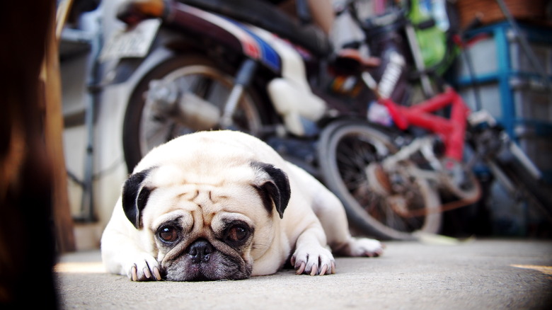 A dog in a garage