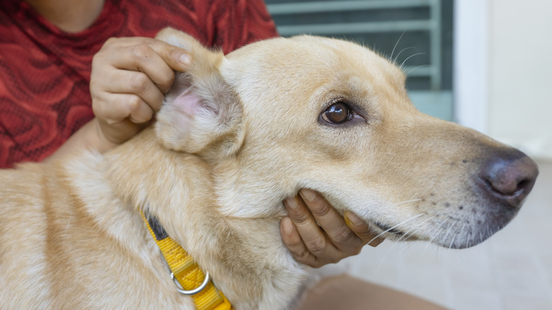 A dog is being checked out for signs of ticks.