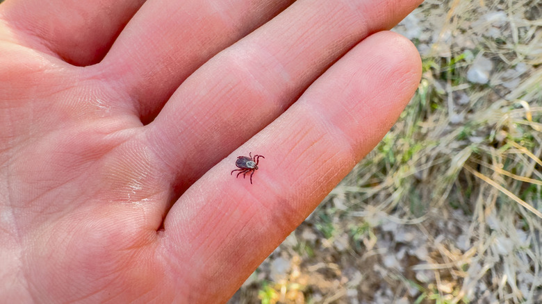 A tick crawls across someone's pinky finger.