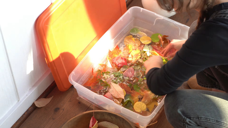 Someone soaks fall leaves in a huge tub filled with a glycerin solution.