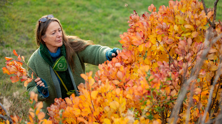 A gardener dressed for fall plucking out autumnal leaves with their stems intact from a tree.