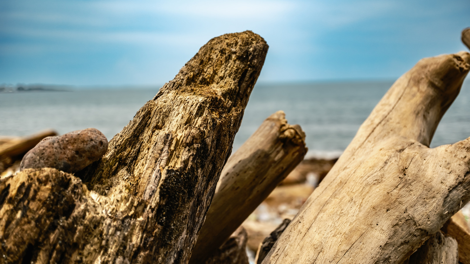 Embrace The Naturecore Aesthetic With Climbing Driftwood Shelf Decor