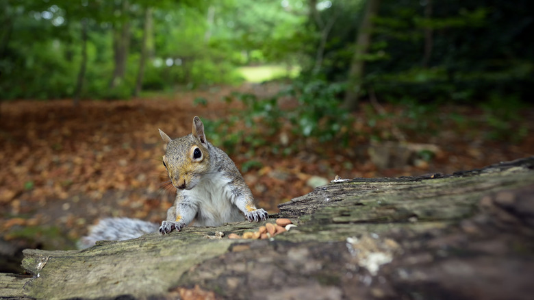 A squirrel finding nuts that were placed on a tree trunk