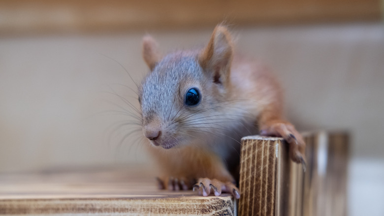 A squirrel perched on wooden planks