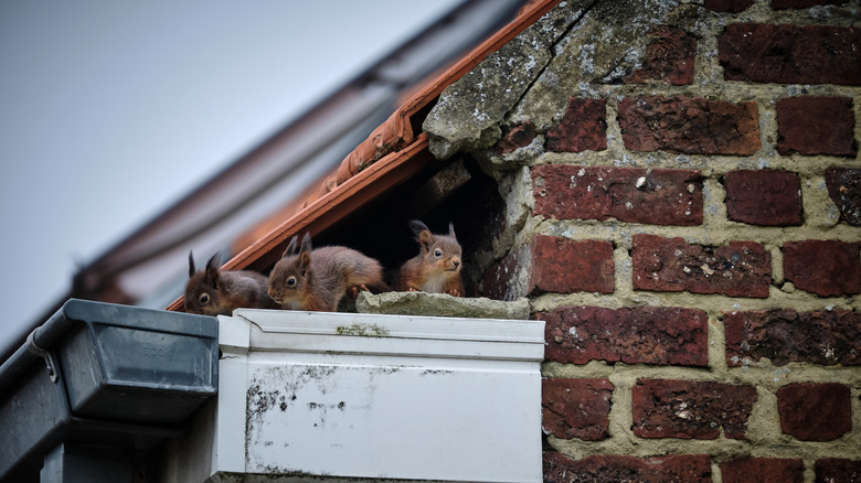 A family of squirrels nesting on the roof of a brick house
