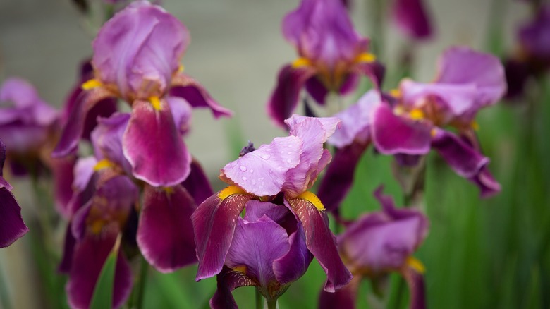 Purple and yellow German irises