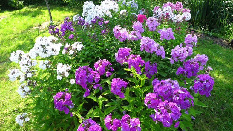 tall phlox in garden