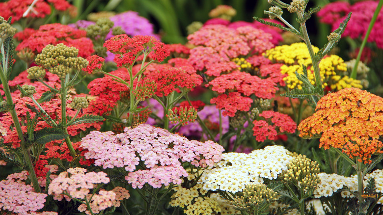 yarrow in multi-color 