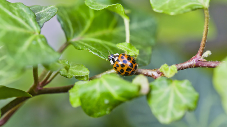 ladybug sitting on a leaf