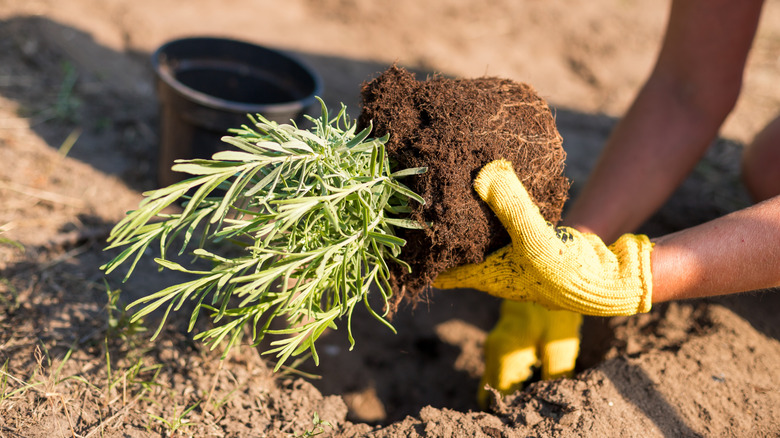 Gloved hands planting a bunch of lavender in garden