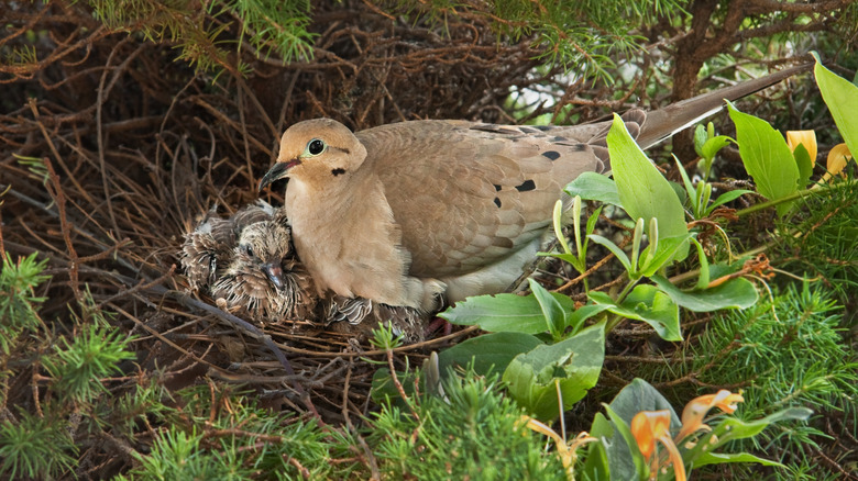 dove with babies in nest