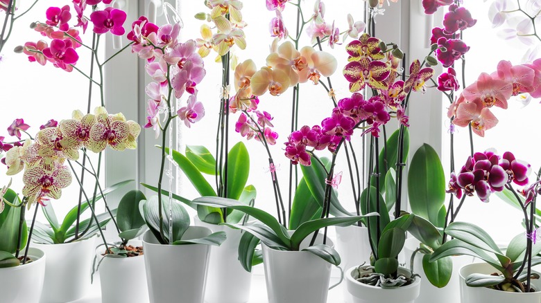 potted orchids in window